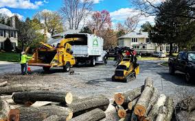 Best Tree Risk Assessment  in Bear, DE