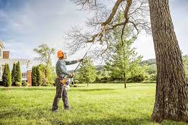 Best Fruit Tree Pruning  in Bear, DE