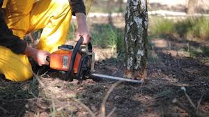 Best Stump Grinding and Removal  in Bear, DE