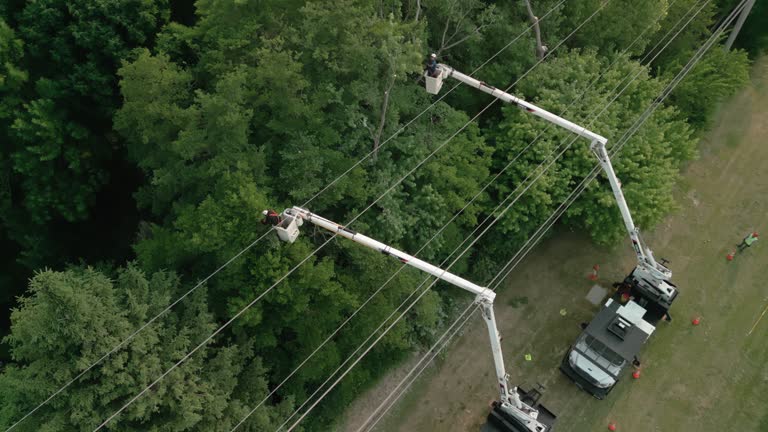 Best Tree Trimming and Pruning  in Bear, DE